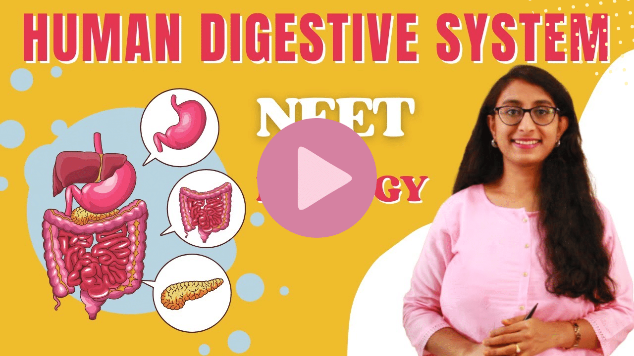 Human Digestive System Lecture